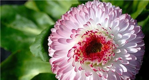 探秘令人心醉的小巧花朵——菊花
