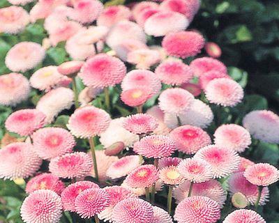 从种子到花朵（了解雏菊种子发芽所需时间和条件）