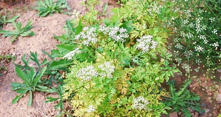 川芎的最佳播种时间（为您解读川芎的生长规律和种植技巧）