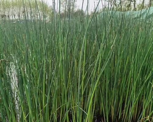 探究穿鱼的最佳播种时间（浅析影响穿鱼播种的因素及其调节方法）