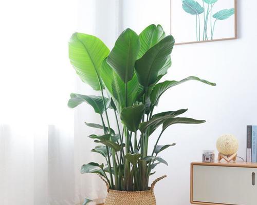 床头柜上的植物装饰（15种适合放在床头柜上的植物）