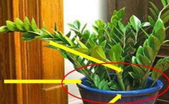 床头柜上的植物装饰（15种适合放在床头柜上的植物）