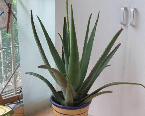 床头养什么花最好（床头养植物的讲究）