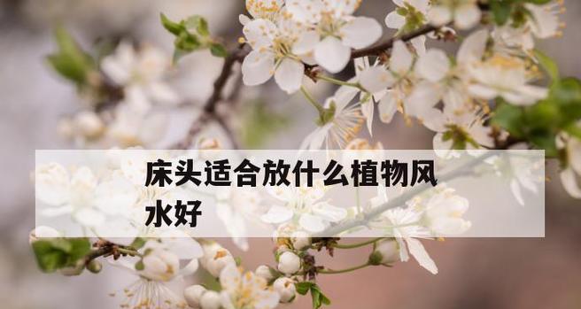 床头养什么花最好（床头养植物的讲究）