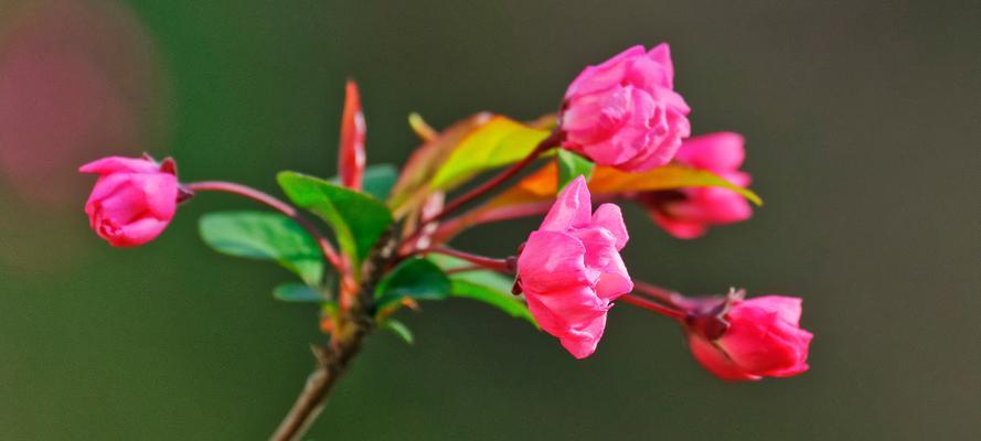 垂丝海棠开花时间及花期详解（垂丝海棠花期在几月份）
