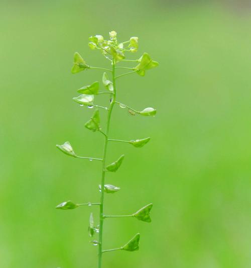 赏春草，感受春天的气息（探寻春草的魅力与特性）
