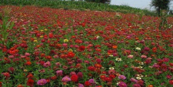 春季播种的花卉大全（掌握春季播种技巧）