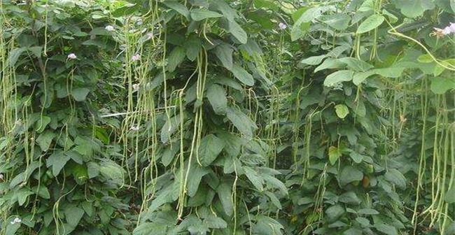 春季豆角种植全攻略（时间）