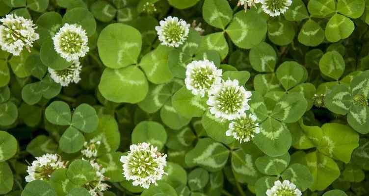 春季开花的植物花卉盛放（探秘春天花海）