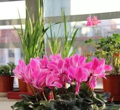 北方春节花市买什么花好（春节花市必备攻略）