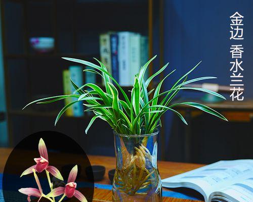 春节水培花卉，添新年好气息（在家养花）