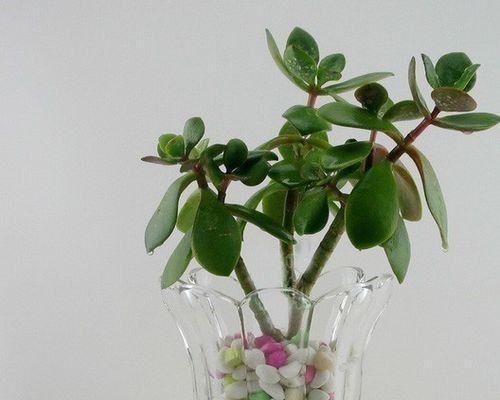 春节水培花卉，添新年好气息（在家养花）