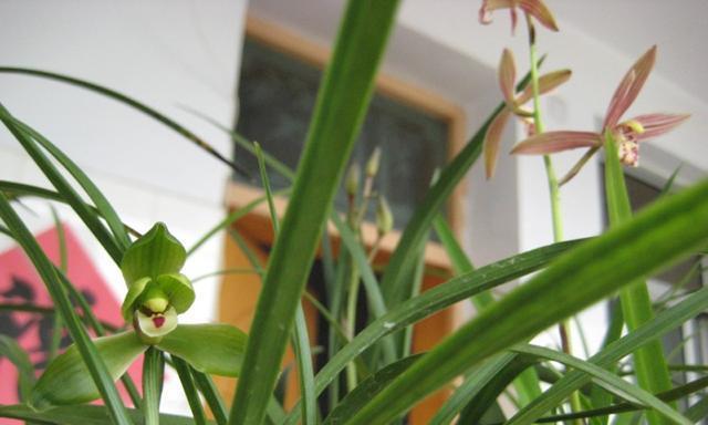 春兰的花期（春天的芬芳）