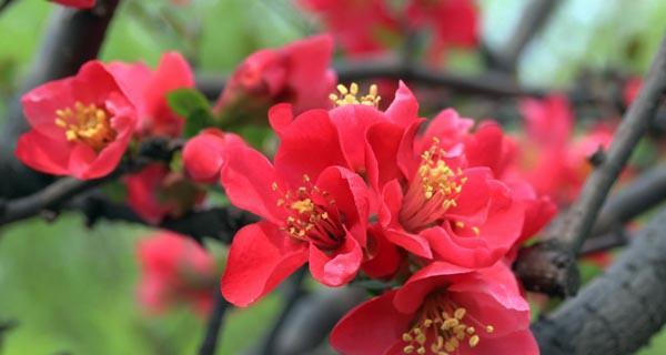 观叶海棠花语是什么意思？如何正确理解观叶海棠的花语含义？