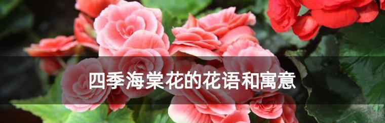 观叶海棠花语是什么意思？如何正确理解观叶海棠的花语含义？