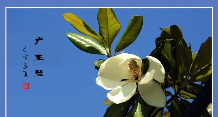 广玉兰花代表的什么意思？广玉兰的花语和象征意义是什么？