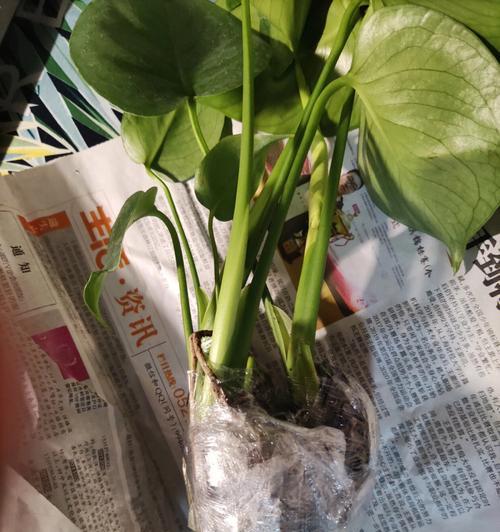 龟背竹的花语是什么？如何养护才能开出美丽的花朵？