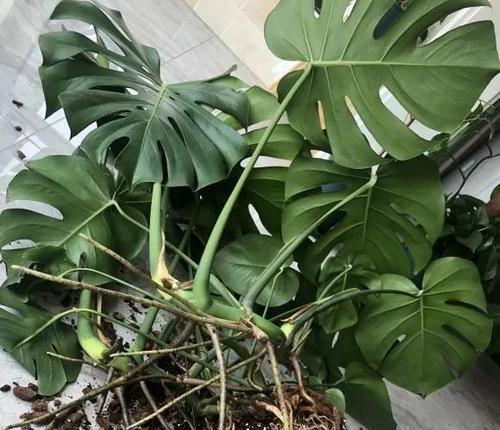 龟背竹的花语是什么？如何养护才能开出美丽的花朵？