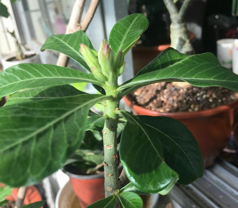 夹竹桃室内养护可行吗？需要注意哪些事项？