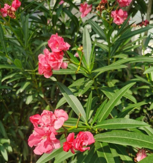 夹竹桃的花期是什么时候？开花持续多久？