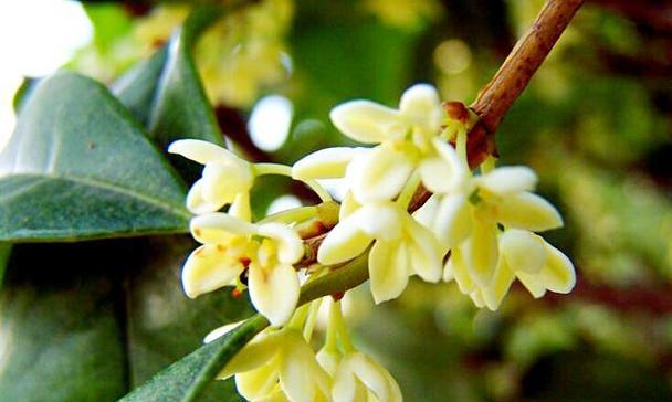 桂花的花语是什么？桂花的含义有哪些常见问题？