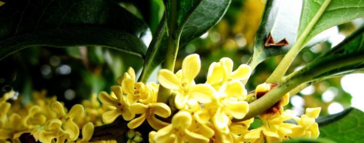桂花开花寓意是什么？如何理解桂花的花语含义？