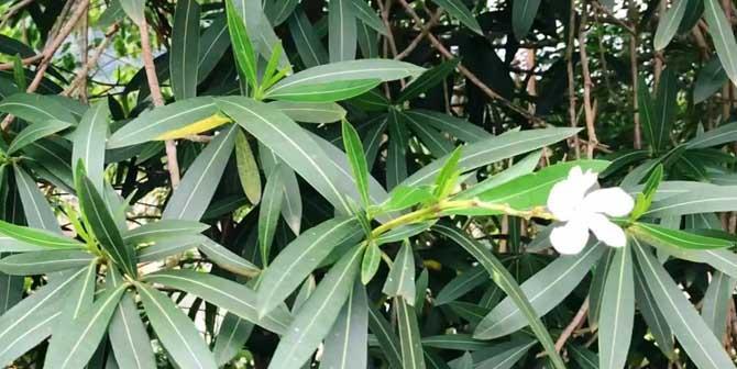 夹竹桃种子有毒吗？如何安全处理和种植？