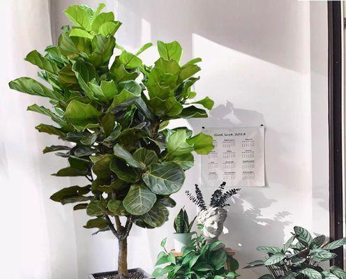 家具店放什么植物招财？哪些植物能带来好运和财富？