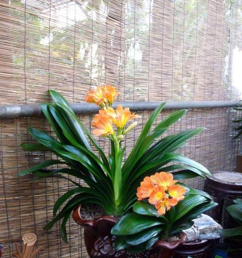 家具店放什么植物招财？哪些植物能带来好运和财富？