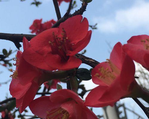 海棠花的官方花语是什么？如何正确解读海棠花的含义？