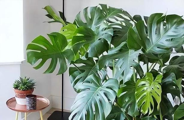 卧室适合养什么花好？有哪些花卉净化空气又美观？