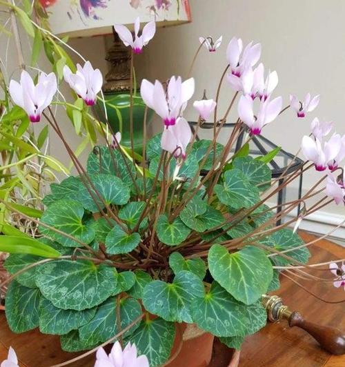 卧室适合养什么花好？有哪些花卉净化空气又美观？