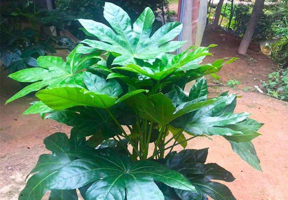 家里好养的花卉有哪些？适合初学者的推荐是什么？