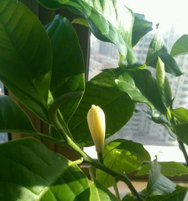家里可以种白兰花吗？白兰花种植条件和注意事项是什么？