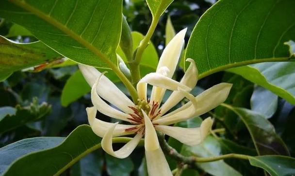 家里可以种白兰花吗？白兰花种植条件和注意事项是什么？