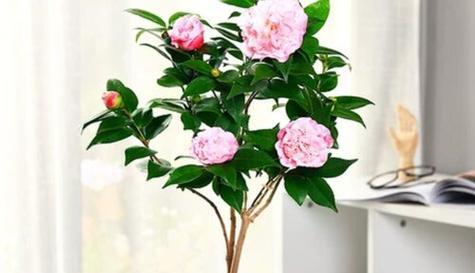 家里可以种茶花吗？怎么照顾才能长得好？