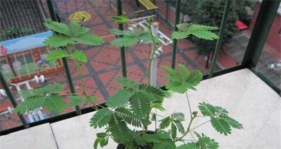 家里可以种含羞草吗？含羞草种植需要注意什么？