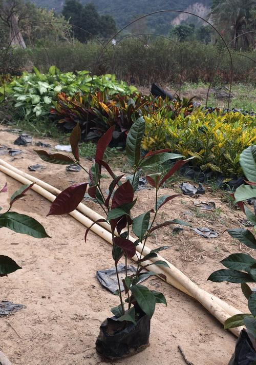 红背桂花是什么意思？它的花语和象征意义是什么？