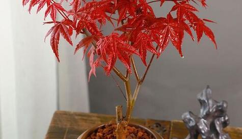家里可以种红枫树吗？红枫树种植条件和注意事项是什么？