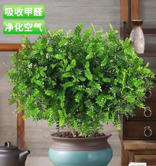 家里可以种胡椒木吗？胡椒木种植条件和注意事项是什么？