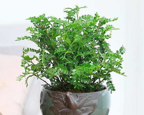 家里可以种胡椒木吗？胡椒木种植条件和注意事项是什么？