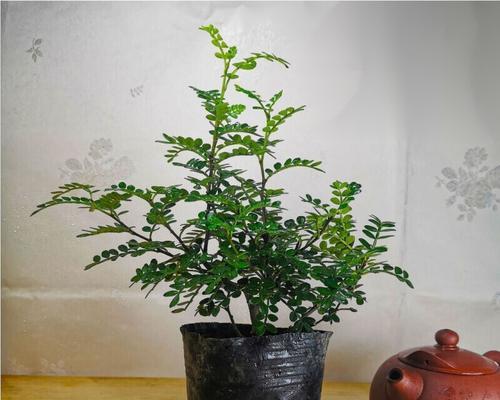 家里可以种胡椒木吗？胡椒木种植条件和注意事项是什么？