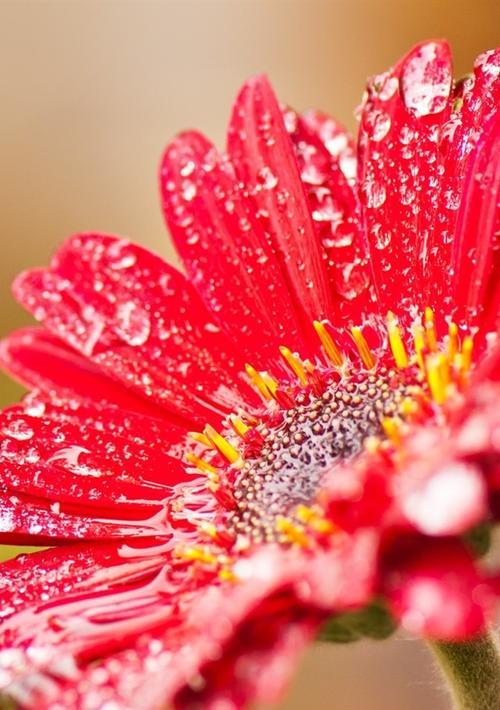 红色非洲菊的花语有哪些含义？