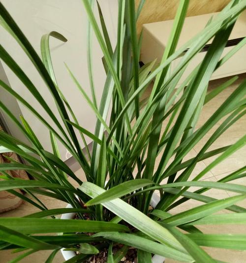 家里可以种兰花吗？如何正确养护兰花？