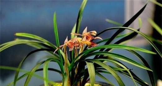 家里可以种兰花吗？如何正确养护兰花？