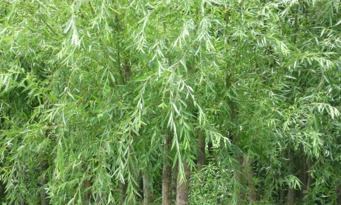 家里可以种柳树吗？种植柳树需要注意什么问题？
