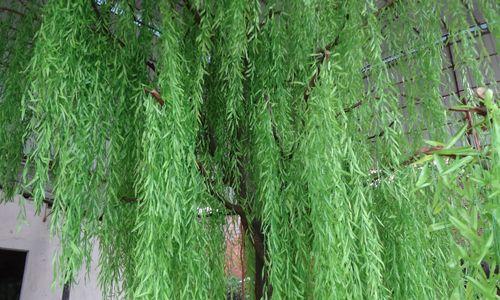 家里可以种柳树吗？种植柳树需要注意什么问题？