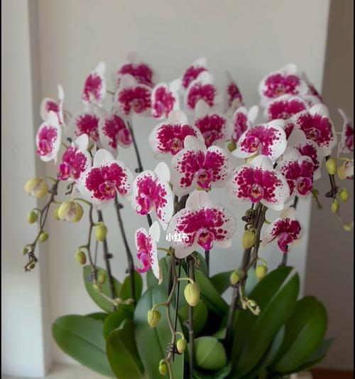 蝴蝶兰花开代表什么？如何理解蝴蝶兰的花语含义？