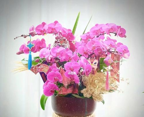 蝴蝶兰花开代表什么？如何理解蝴蝶兰的花语含义？