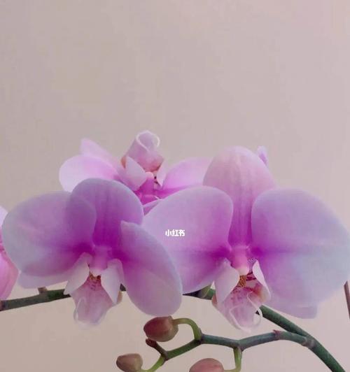 蝴蝶兰花语是什么意思？如何正确理解蝴蝶兰的花语含义？